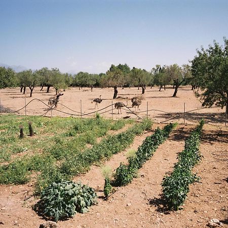 Agroturismo Es Quatre Cantons Binissalem Luaran gambar