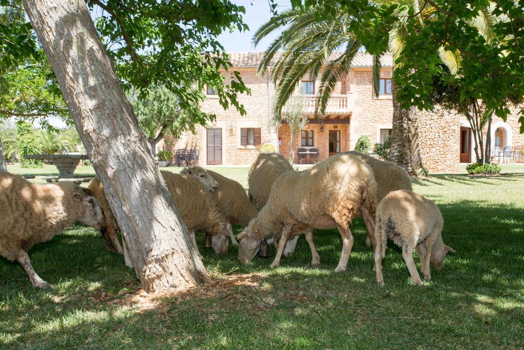 Agroturismo Es Quatre Cantons Binissalem Luaran gambar